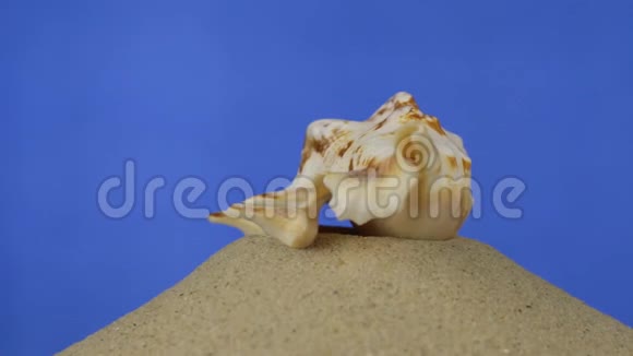 旋转浅棕色美丽的贝壳躺在沙子上孤立视频的预览图