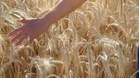 女孩在麦田摸麦子在移动视频的预览图
