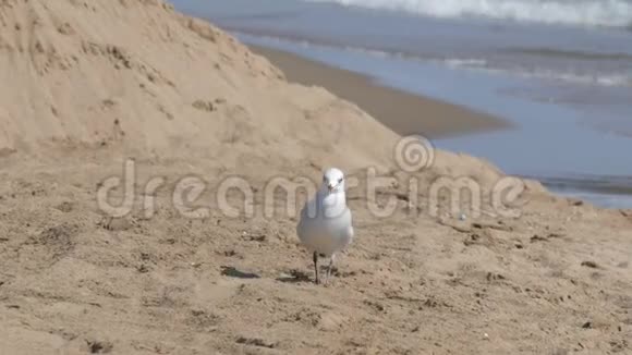 大而美丽的白海鸥走在沙滩上碧蓝的海边视频的预览图