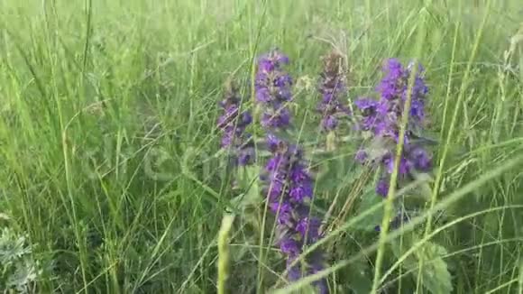 野田大自然中的紫花盛开的薰衣草花田红色的生活方式下夏日夕阳视频的预览图