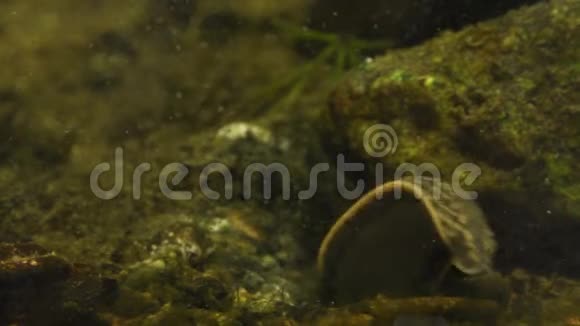 水蛭水蛭正在寻找水中的温血宿主视频的预览图