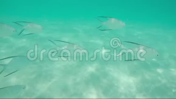 加勒比热带鱼类沙棘古德游泳慢动作视频的预览图