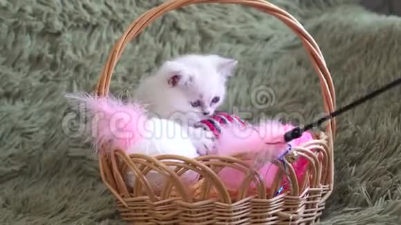 英国小猫坐在篮子里在棍子上玩羽毛玩具视频的预览图