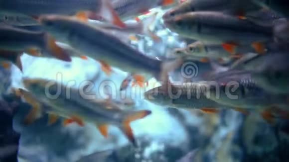 水下五颜六色的鱼视频的预览图