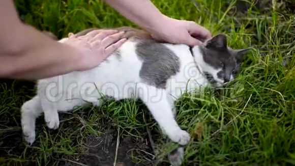灰色白色斑点猫晒视频的预览图