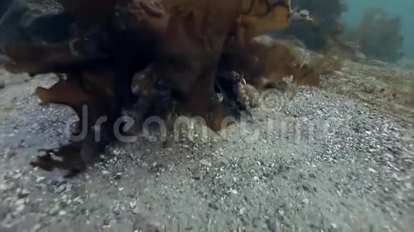 蟹把他的雌性拖到巴伦支海的海底视频的预览图