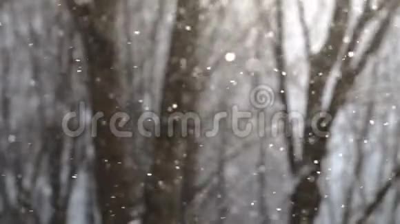 雪花随着背景上的树木缓慢地飘落视频的预览图
