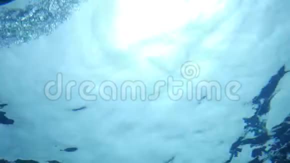 在阳光明媚的水面上游泳的海狮的电影镜头视频的预览图