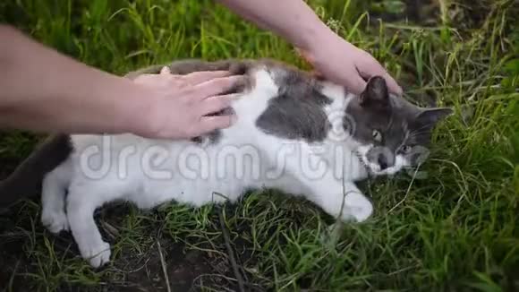 灰色白色斑点猫晒视频的预览图