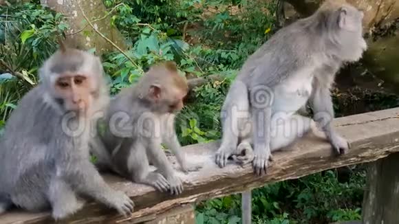 猴子在公园里互相玩耍视频的预览图