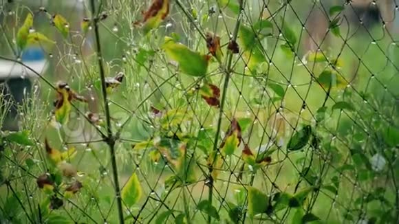 水滴从绿叶上滑下来水滴在夏雨后的绿叶上缓慢的关闭视频的预览图