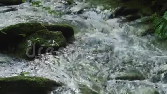 穿过茂密森林的小河视频的预览图