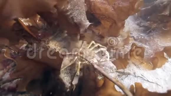 蟹把他的雌性拖到巴伦支海的海底视频的预览图