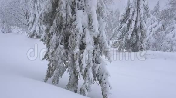 雪地里的圣诞树自下而上的视图视频的预览图