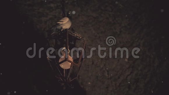 鸽子坐在鬼屋的古灯上神秘的气氛视频的预览图