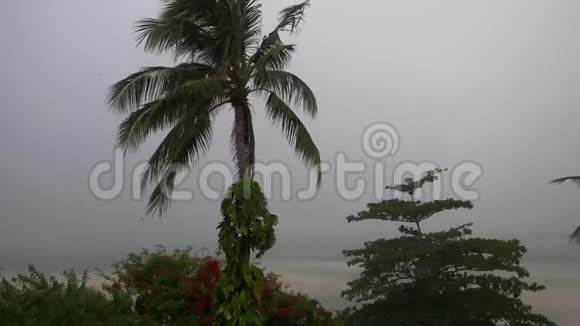 热带风暴强风吹着椰子树下雨时天空多云3840x2160视频的预览图