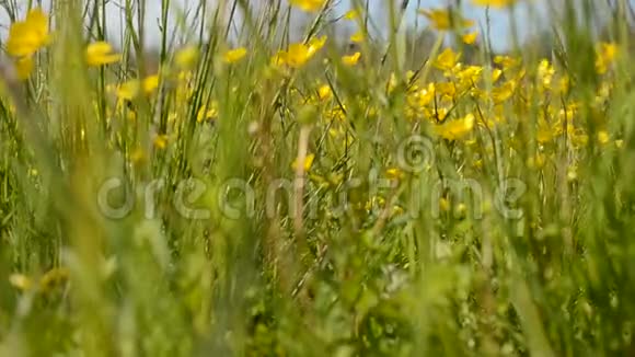 美丽的牛油花在绿色的夏日草地上视频的预览图