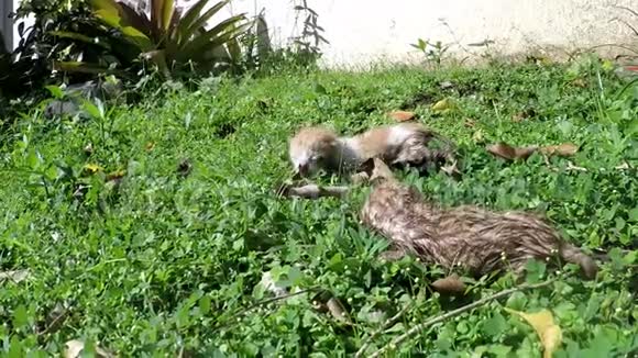 2只小猫在户外草地上挨饿被猫妈妈遗弃视频的预览图
