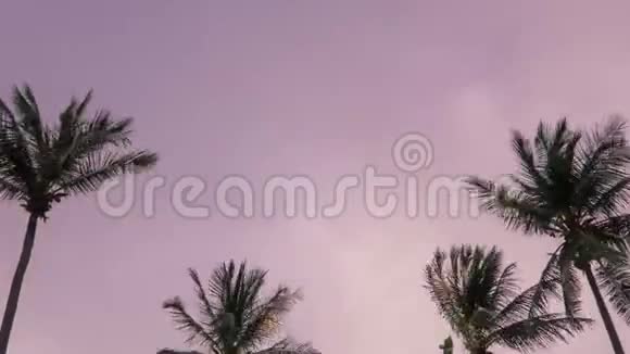 泰国傍晚日落时热带棕榈树的时间视频的预览图