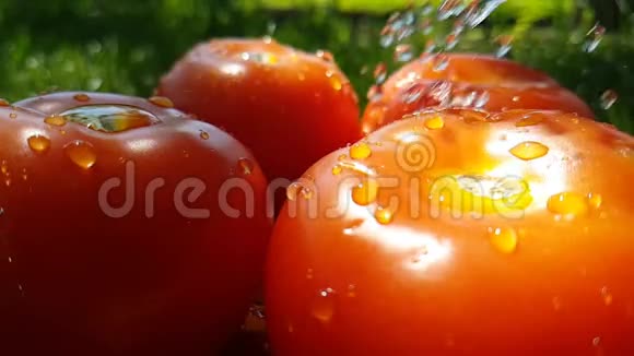 番茄天然木浇能量夏季水慢运动视频的预览图