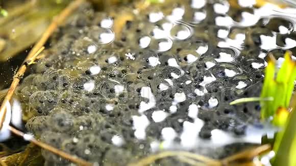 产卵癞蛤蟆卵的宏观和水下视频的预览图