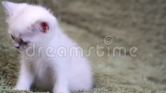 可爱的白色小猫在床上玩耍视频的预览图