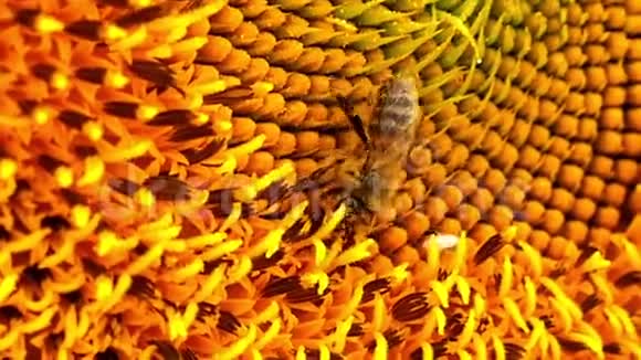 一只蜜蜂收集向日葵上的花粉特写视频的预览图