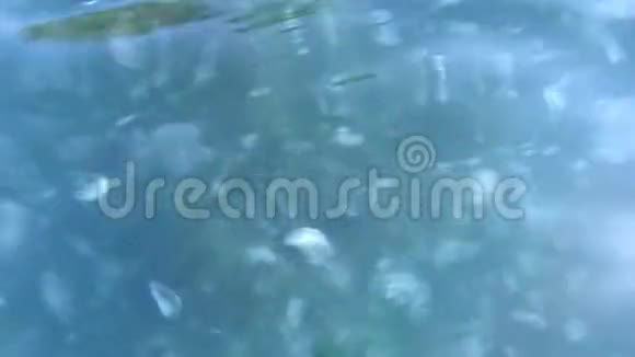 浅海的许多小水母视频的预览图