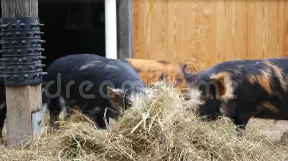 库内库恩的猪在围栏里吃干草视频的预览图