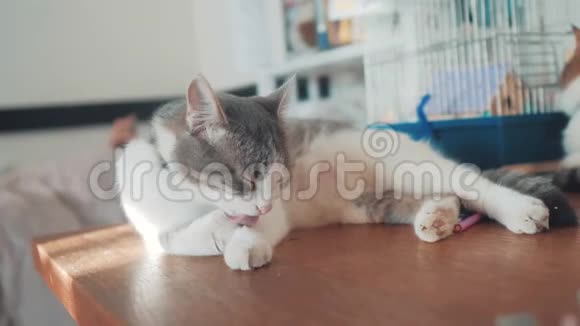 梳妆猫舔爪子毛的灰白色猫灰色的成年猫躺在桌子上舔爪子猫咪视频的预览图