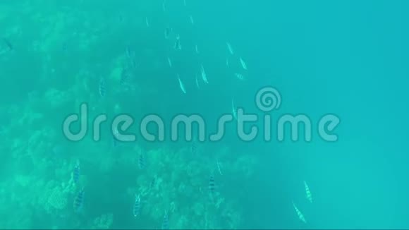 珊瑚礁背景下各种海鱼视频的预览图