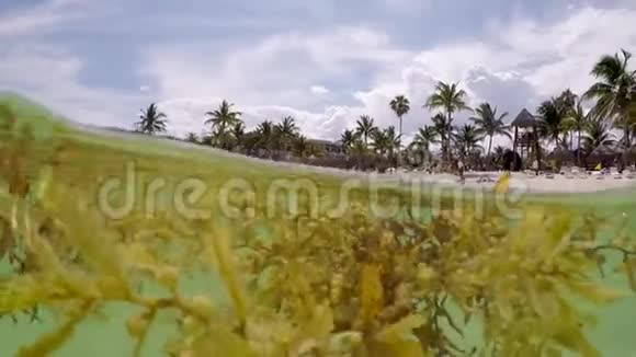墨西哥阿卡马尔加勒比海海滩的马尾藻海藻高清视频视频的预览图
