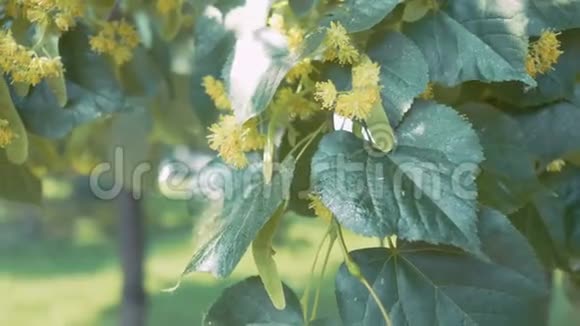 绿枝上的花夏季开花季香薰和青柠茶慢动作视频的预览图
