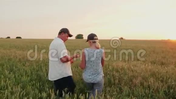 两个农民一个男人和一个女人在日落时沿着麦田散步检查小穗用药片视频的预览图