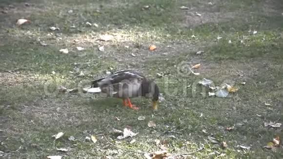 鸭子在公园的绿草上散步视频的预览图