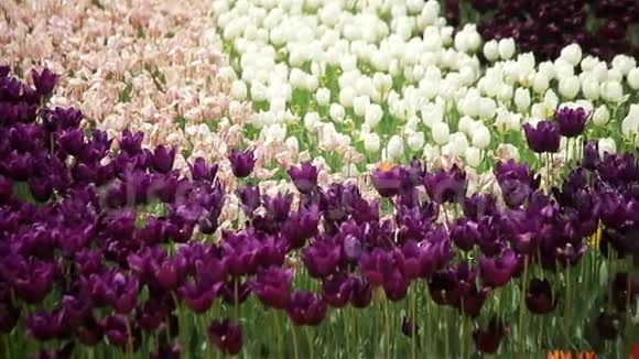白色和紫色郁金香视频的预览图