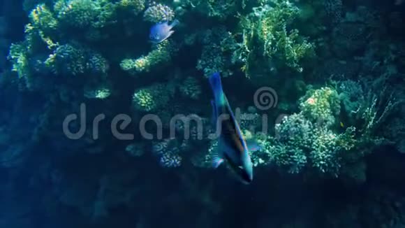 美丽的4k镜头许多鱼在海底的珊瑚礁周围游泳神奇的海洋生物深海视频的预览图