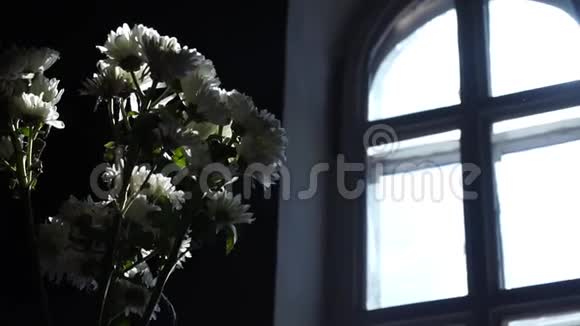 窗前的白色菊花视频的预览图