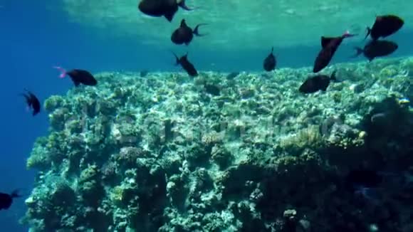 美丽的彩色珊瑚礁在红海的4K镜头神奇的水下生物视频的预览图