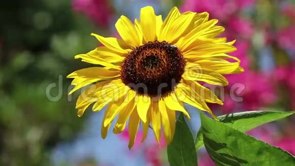 向日葵上的蜜蜂视频的预览图