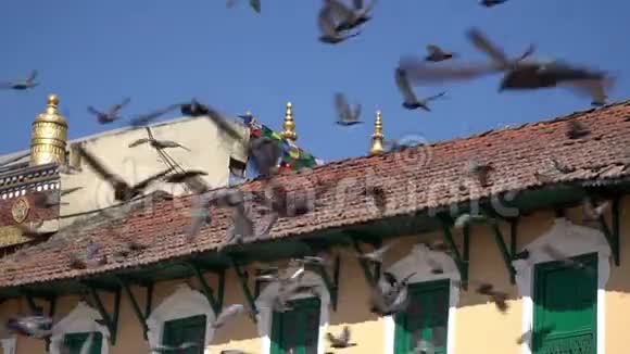 尼泊尔加德满都Boudhanath寺广场屋顶上的鸽子鸟视频的预览图