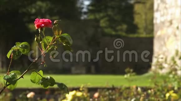 粉红色的花在微风中摇曳视频的预览图