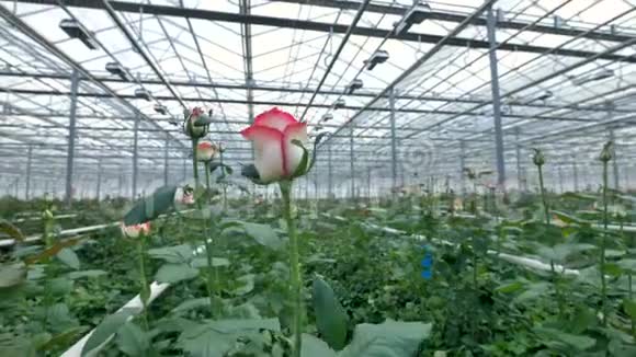 刚开放的玫瑰花蕾从他们长茎上的温室灌木丛中伸出4K视频的预览图