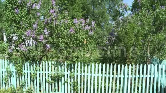 美丽的村庄景观和紫丁香灌木的景色视频的预览图