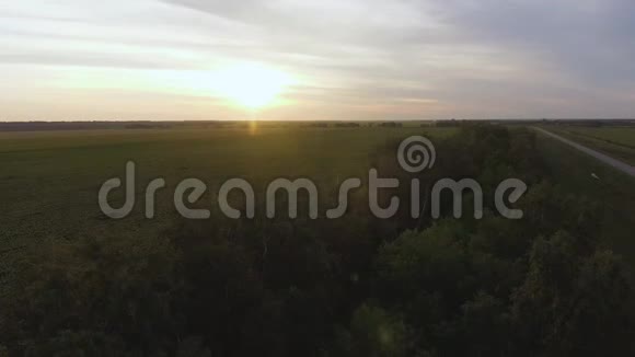 以夏季太阳为背景的向日葵人工林鸟瞰图视频的预览图