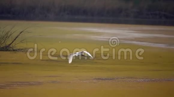 伟大的白鹭阿尔德巴在水面上飞翔视频的预览图