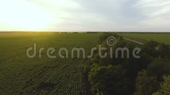 以夏季太阳为背景的向日葵人工林鸟瞰图视频的预览图