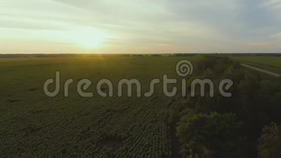 以夏季太阳为背景的向日葵人工林鸟瞰图视频的预览图