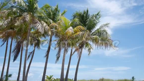 棕榈树在风中视频的预览图