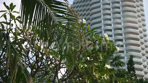 摩天大楼背景上的热带植物城市热带景观视频的预览图